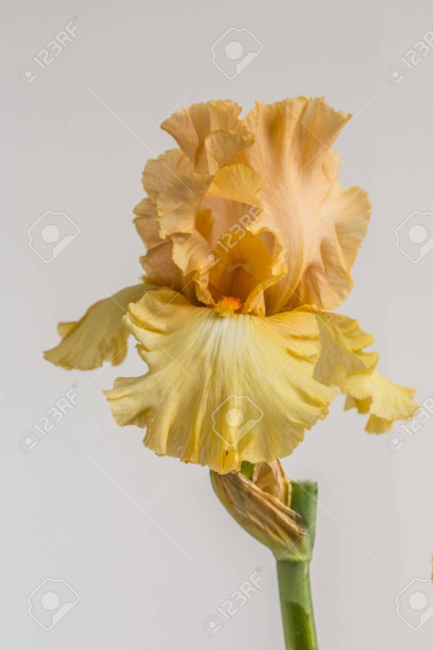 etiam-dictum-ipsum-a-felis