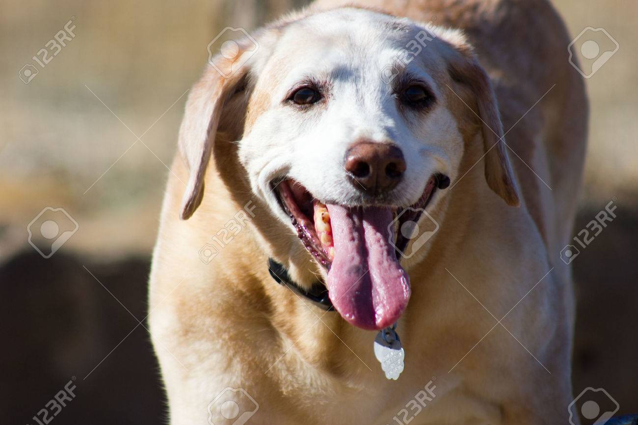 yellow lab face