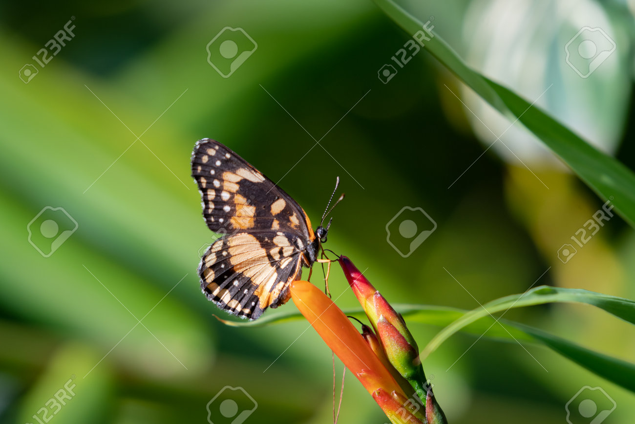 etiam-dictum-ipsum-a-felis