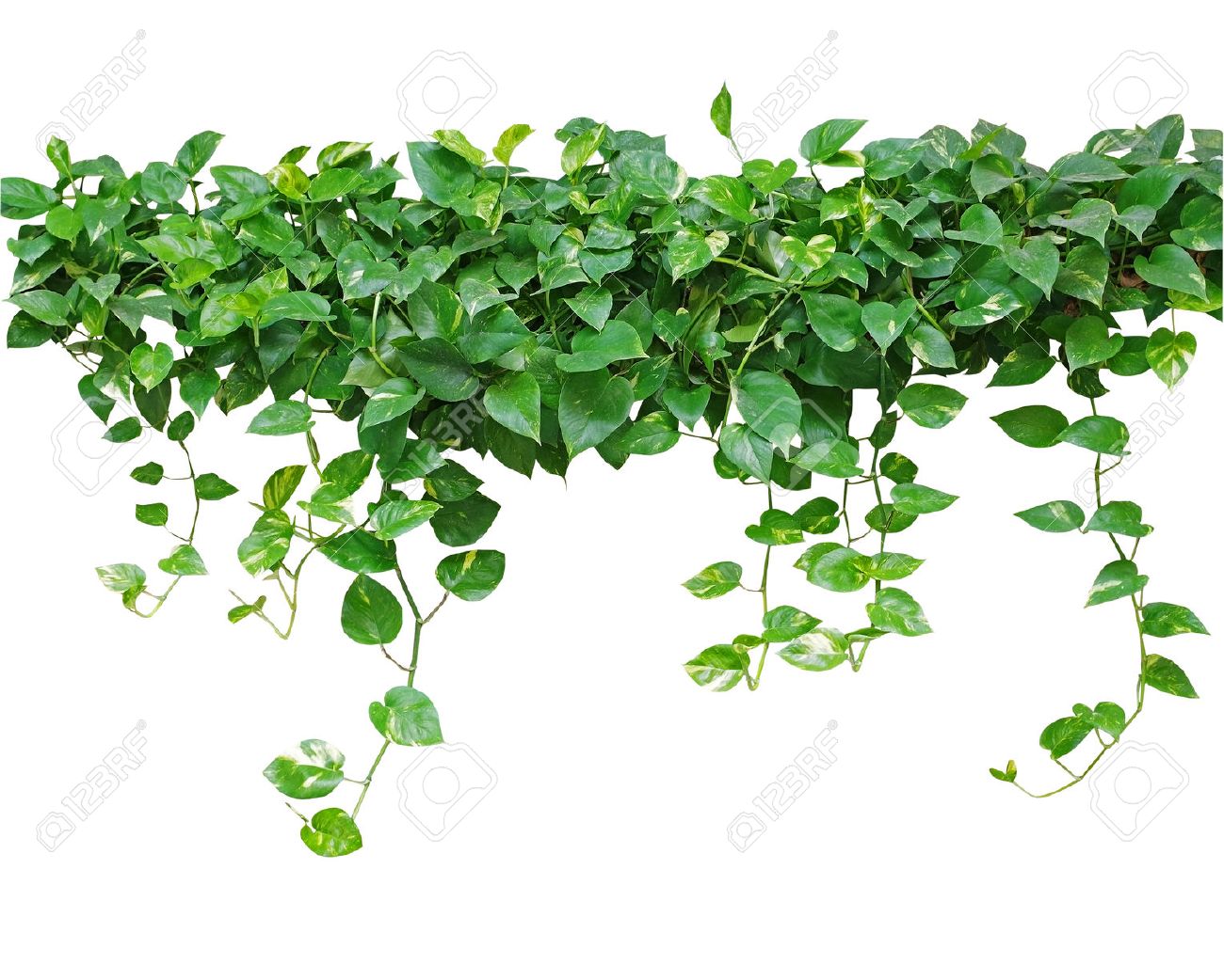 pics Heart Shaped Leaf Vine Plant heart shaped leaves vine devil s ivy golden pothos isolated
