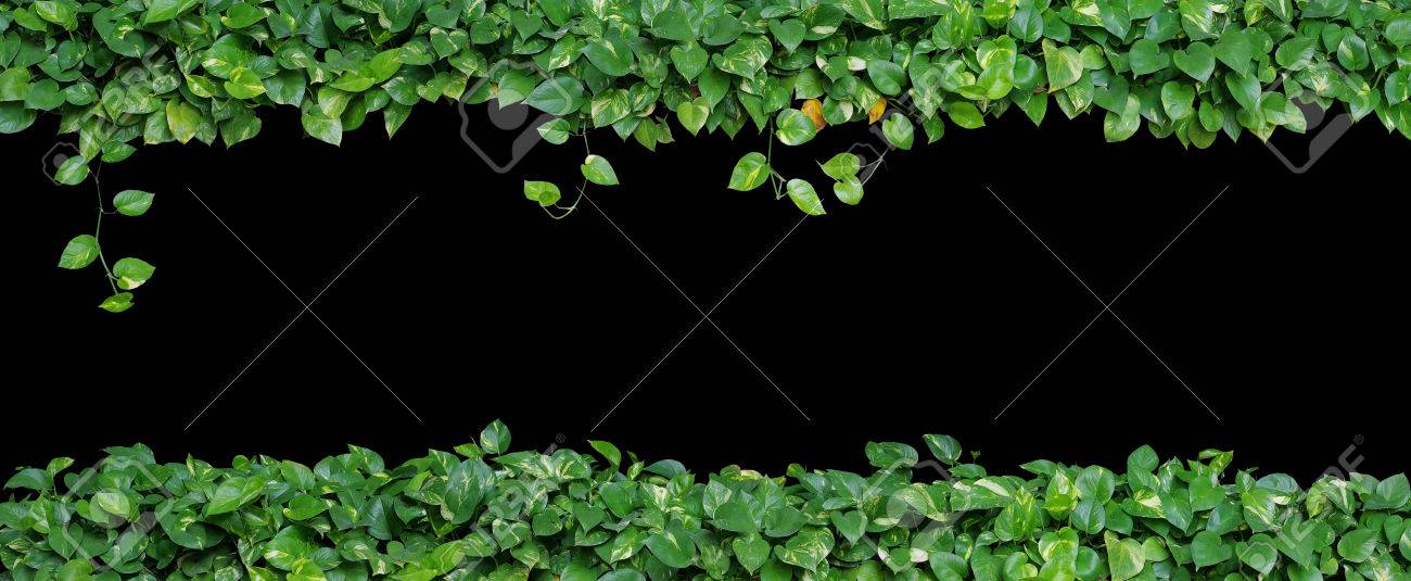 ハート形の葉 悪魔のアイビー ポトス 黒い背景に分離されました パノラマ ビューで自然乾燥された葉を持つ観葉植物自然緑の葉の背景 の写真素材 画像素材 Image