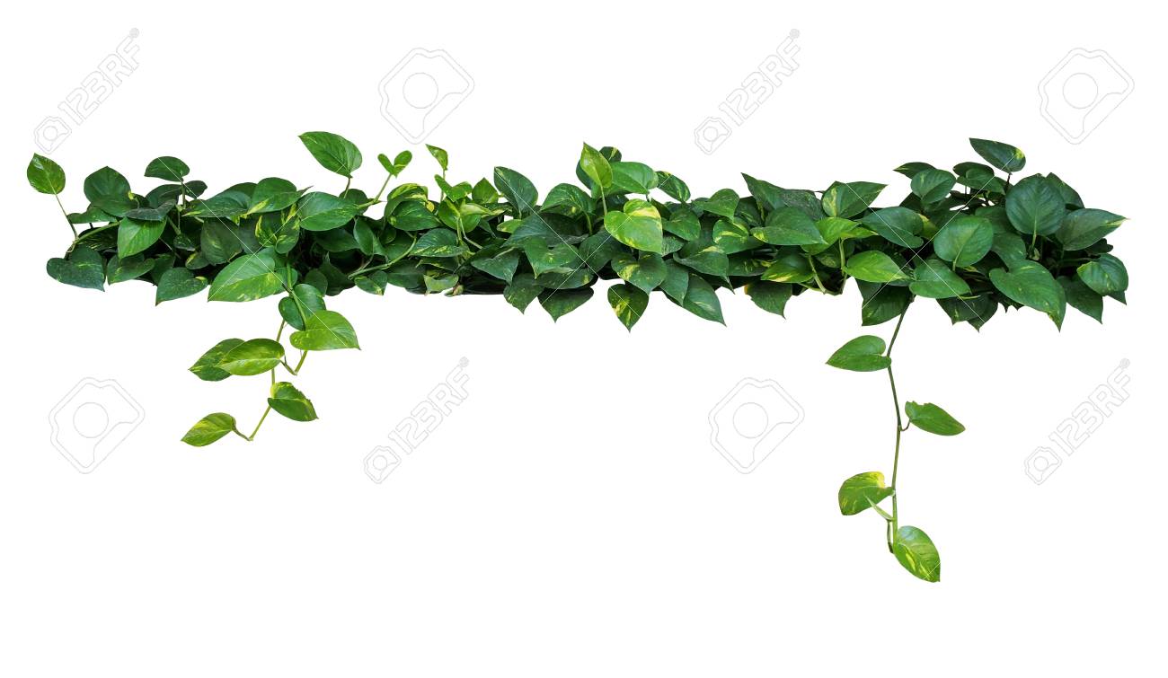ハート形の葉つる 悪魔のアイビー ポトス 白い背景で隔離 の写真素材 画像素材 Image