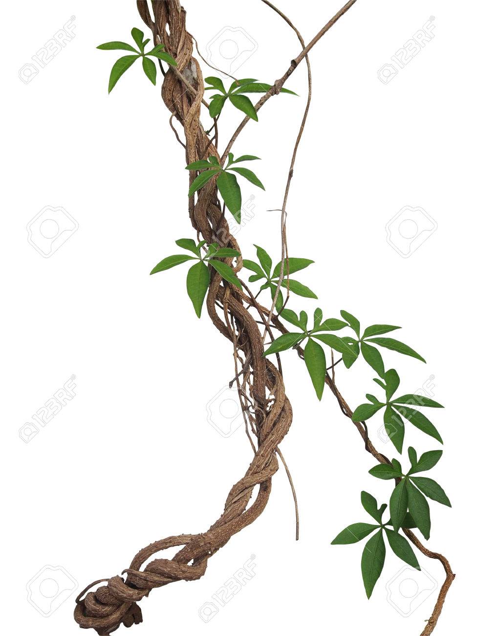 twisted big jungle vines with leaves of wild morning glory liana
