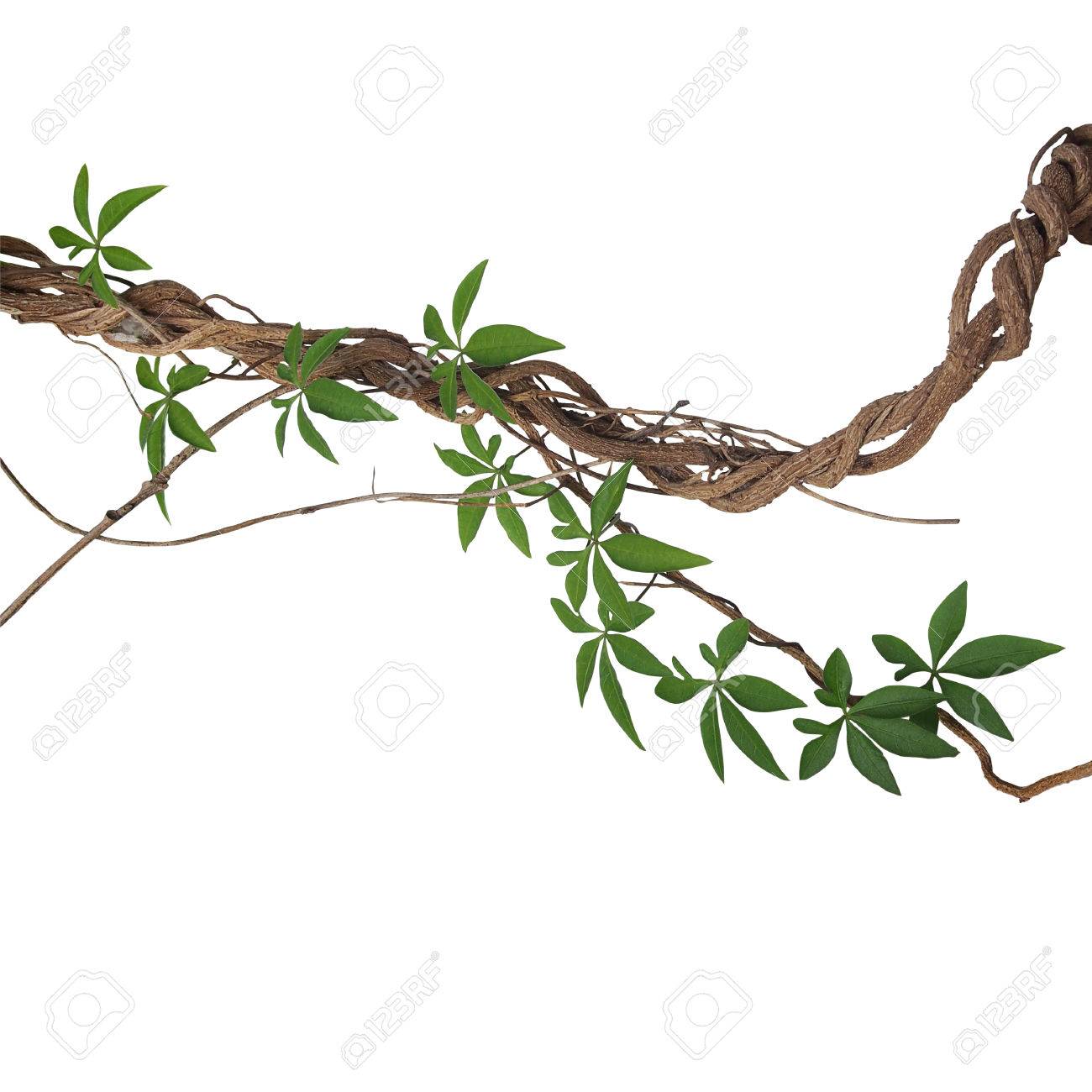 twisted big jungle vines with leaves of wild morning glory liana