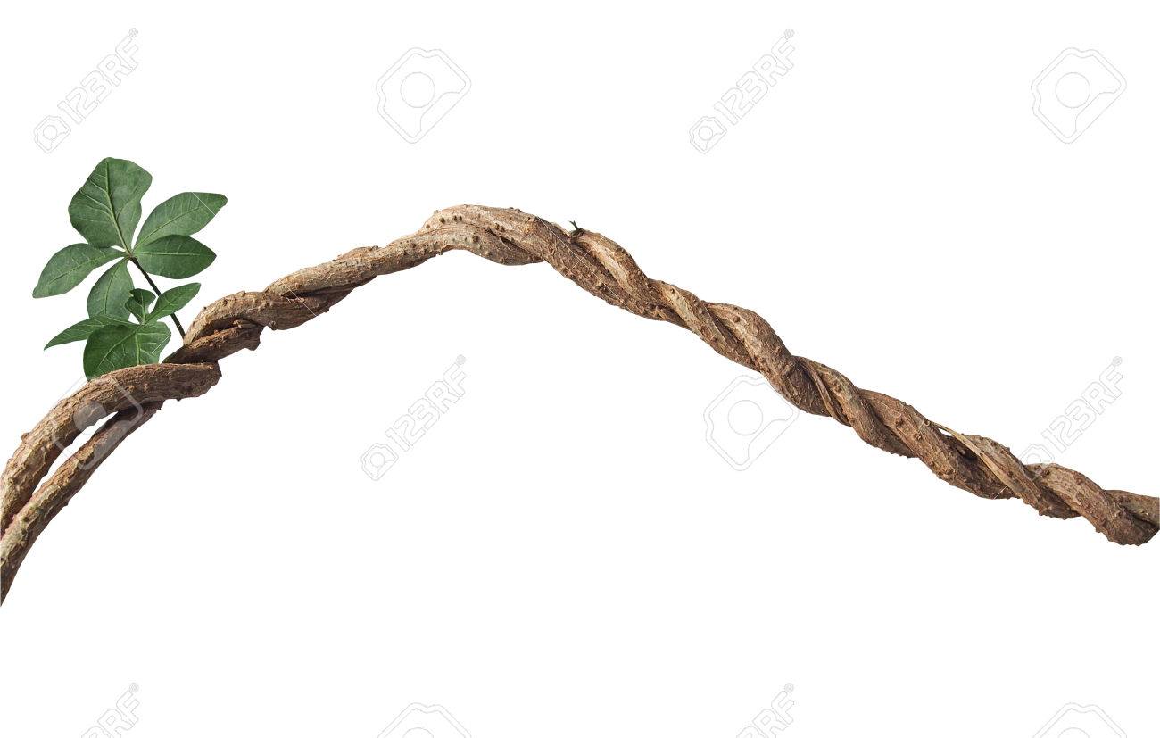 twisted big jungle vines with leaves and budding of wild morning