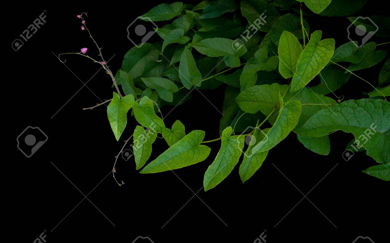 ハート形の緑葉は 小さなピンクの花と黒い背景にサンゴのつるつるつる 熱帯林つる植物として知られているメキシコ クリーパー 蜂ブッシュまたは女王の花輪つる の写真素材 画像素材 Image ハート形の緑葉は 小さなピンクの花と黒い背景にサンゴのつるつるつる 熱帯林つる植物として知られているメキシコ クリーパー 蜂ブッシュまたは女王の花輪つる の写真素材 画像素材 Image