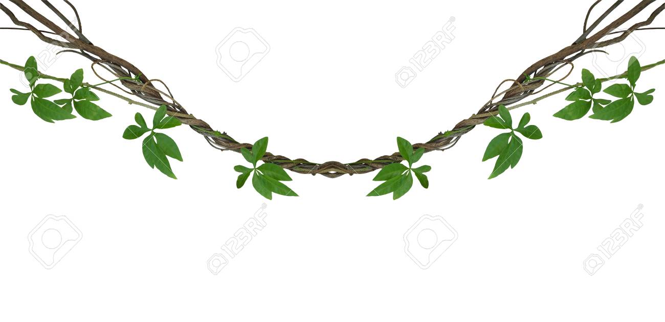 twisted jungle vines with green leaves of wild morning glory stock