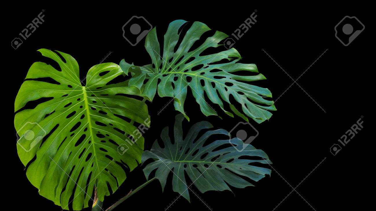 黒い背景に野生で成長している熱帯の観葉植物モンステラまたは分割リーフ フィロデンドロン モンステラ Deliciosa の大きな緑の葉します の写真素材 画像素材 Image