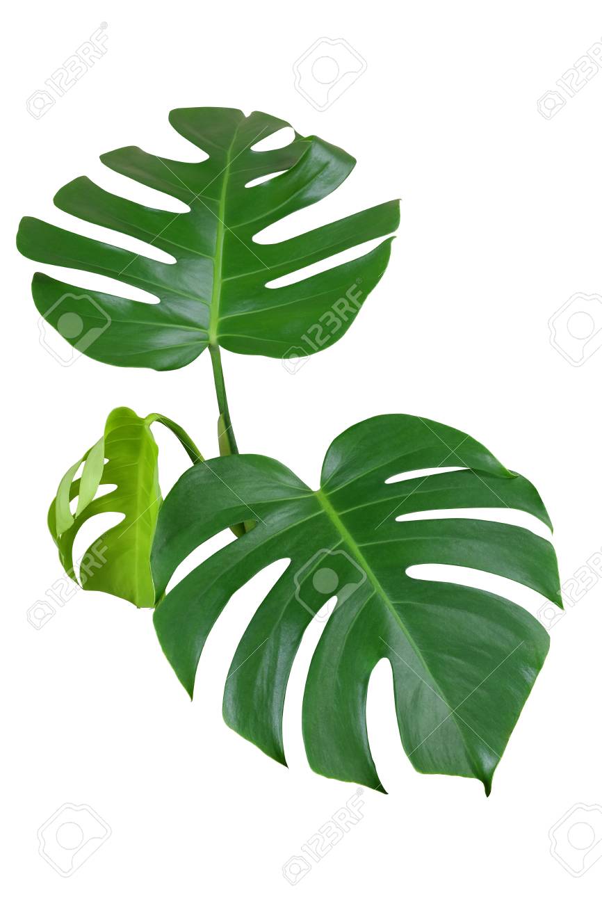 Hojas Verdes En Forma De Corazón Del Monstera O Del Filodendro De La Hoja Dividida Monstera Deliciosa La Planta Tropical Del Follaje Aislada En El Fondo Blanco Trayectoria De Recortes Incluida Fotos