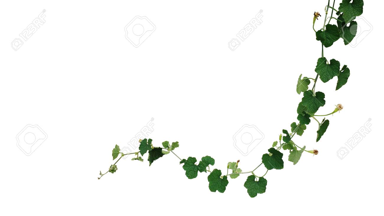 dark green crinkly leaves vine plant of ash pumpkin or wax gourd