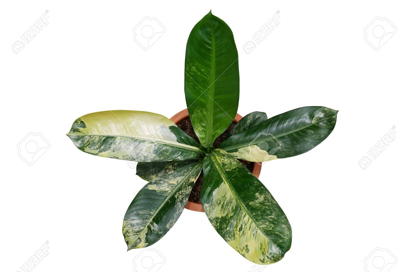 Top View Of Yellow And Green Variegated Leaves Dieffenbachia Stock Photo Picture And Royalty Free Image Image 119540551