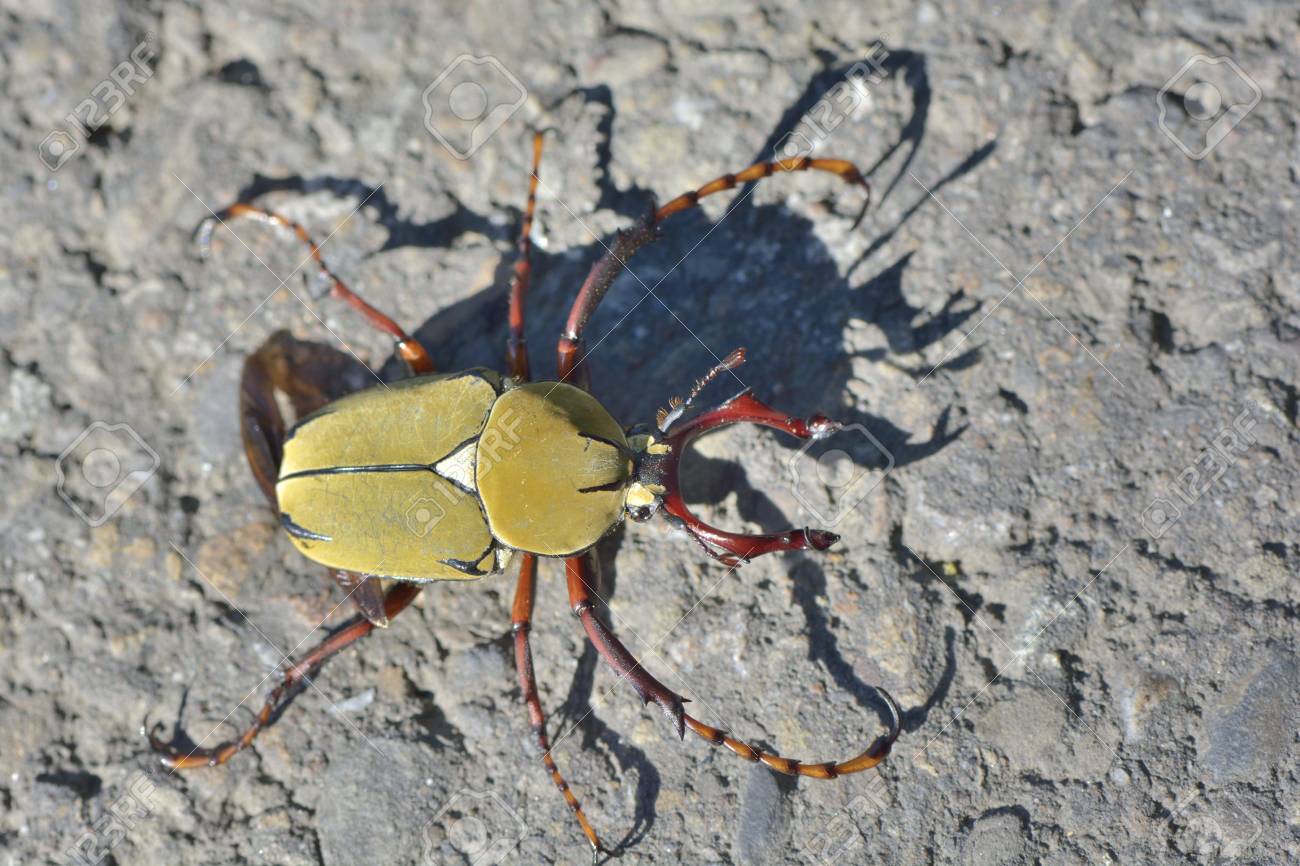 antlers beetles scarabaeidae in the early morning sun taiwan