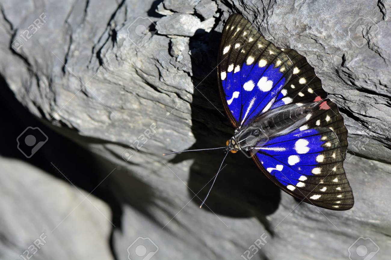 オオムラサキ（1オス・台湾産）