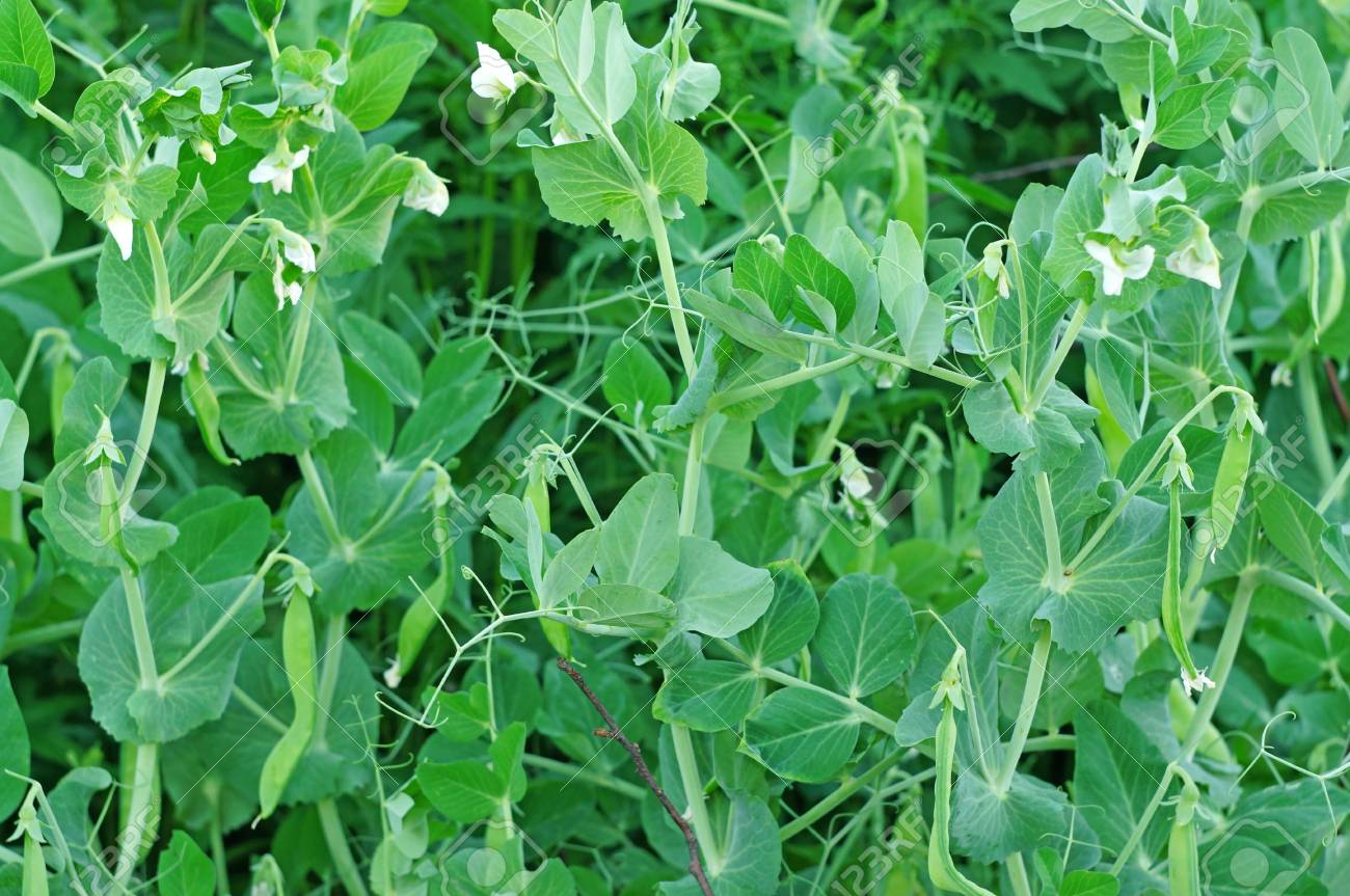 Arbustes A Fleurs Petits Pois Dans Le Jardin Banque D Images Et Photos Libres De Droits Image