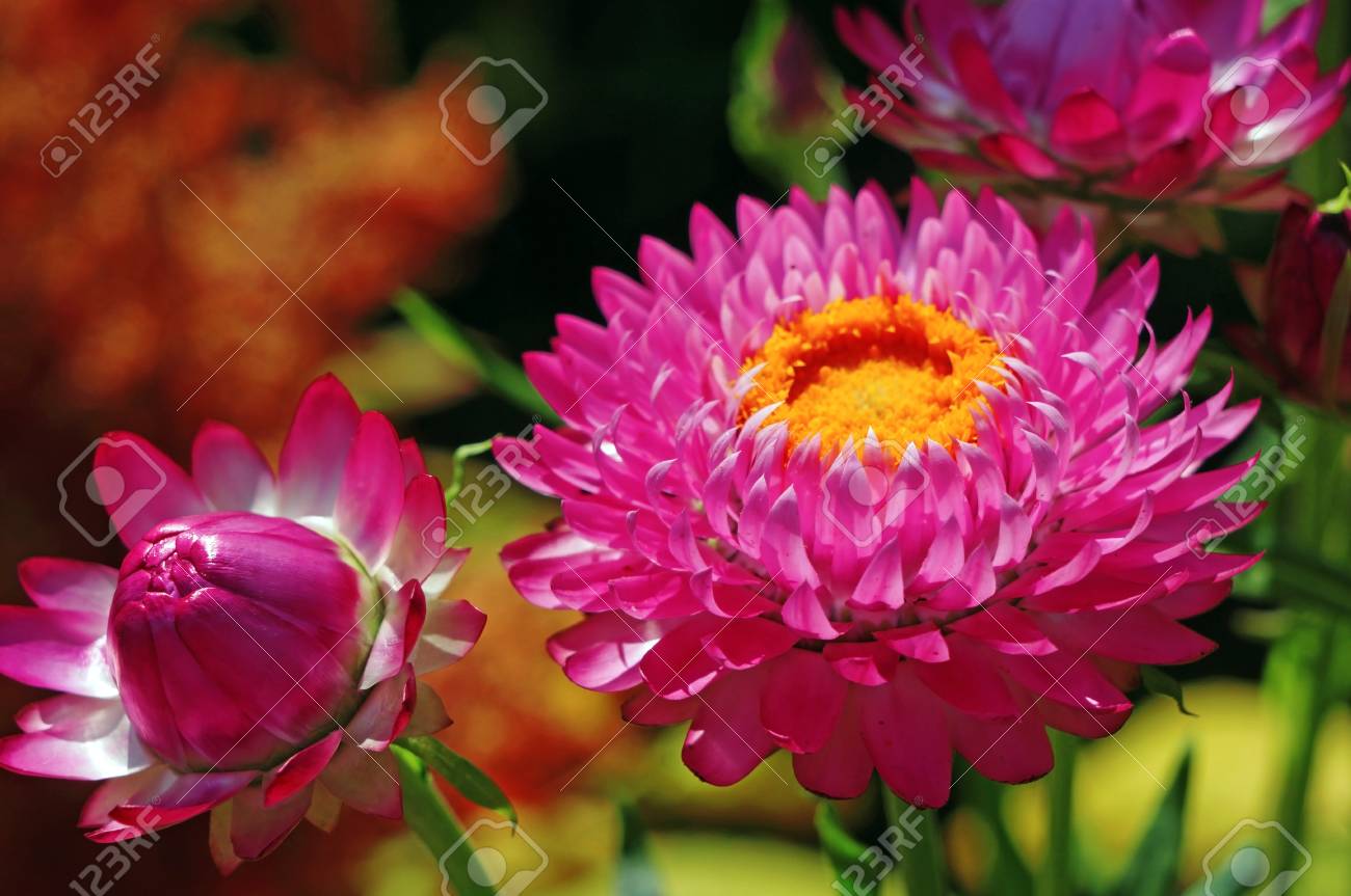 花のコンポジション花庭のヘリクリサム の写真素材 画像素材 Image