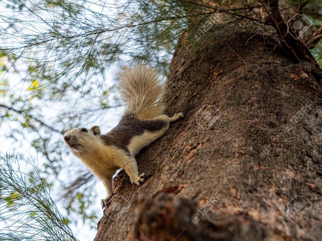 etiam-dictum-ipsum-a-felis