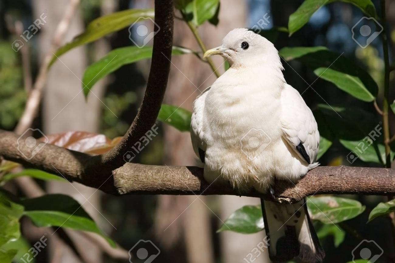 白いオーストラリアの鳥が木の枝に自分自身を日光浴します の写真素材 画像素材 Image