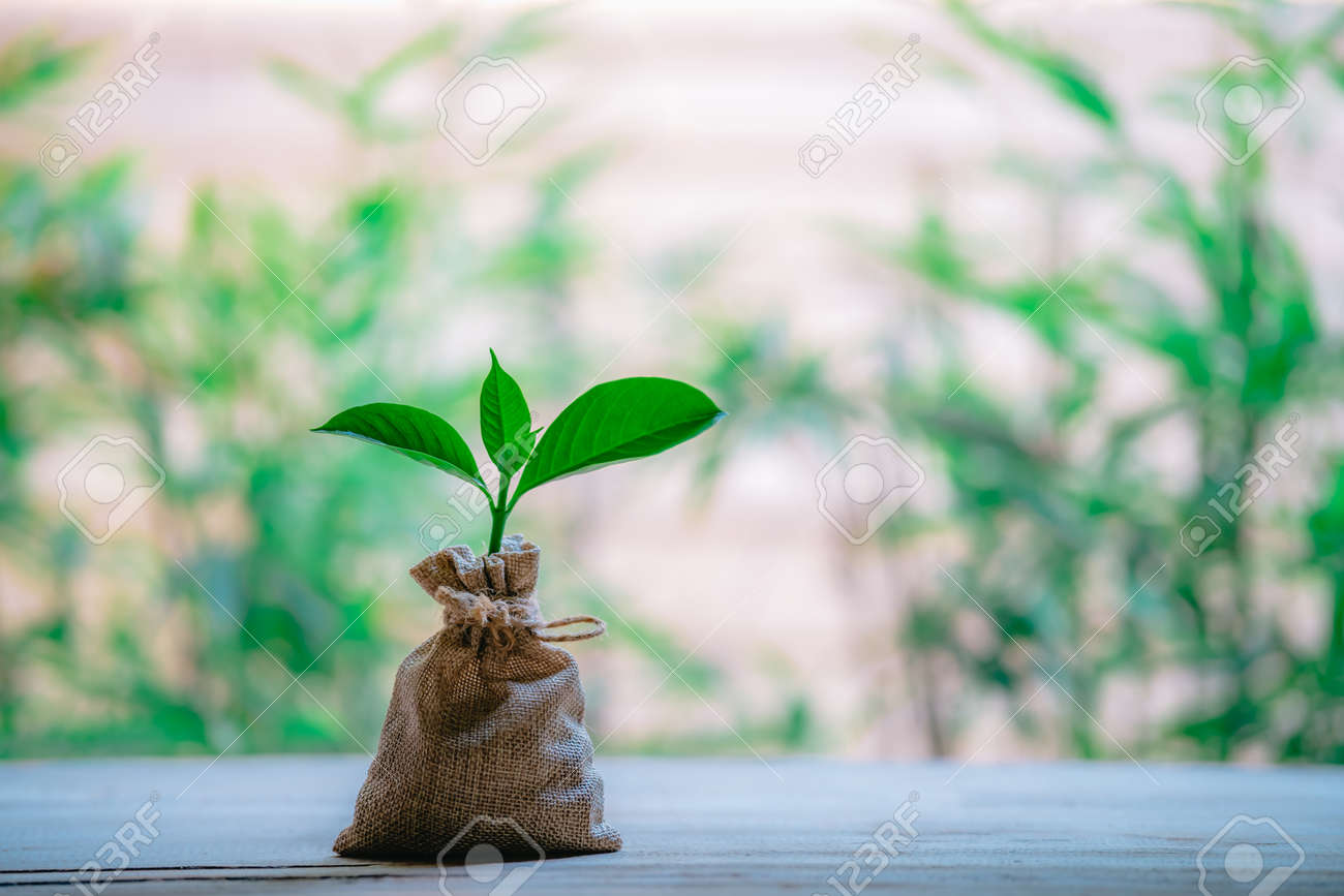 Planting coins in hemp bags - investment ideas for growth - 122398219 Planting coins in hemp bags - investment ideas for growth - 122398219