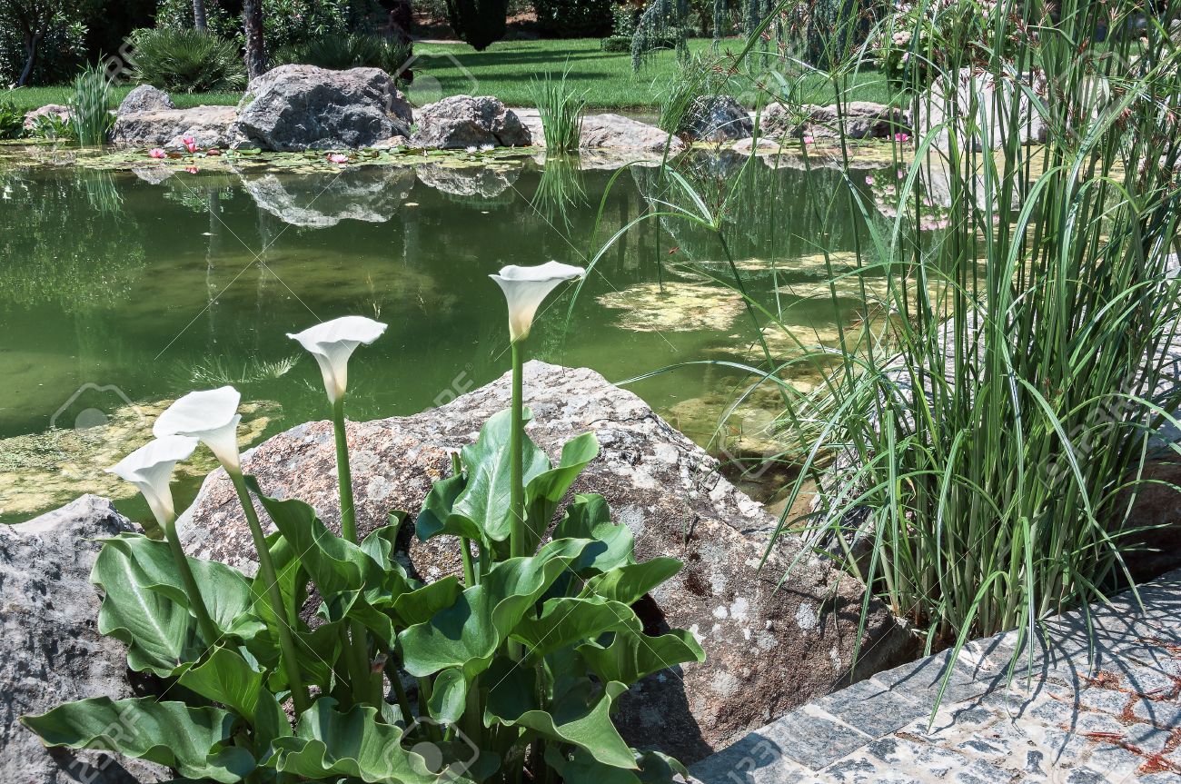 En La Superficie De La Laguna De Edad, Lago, Plantas Acuáticas Crecen De  Nenúfares, Lirios Y Juncos Fotos, Retratos, Imágenes Y Fotografía De  Archivo Libres De Derecho. Image 35518509.