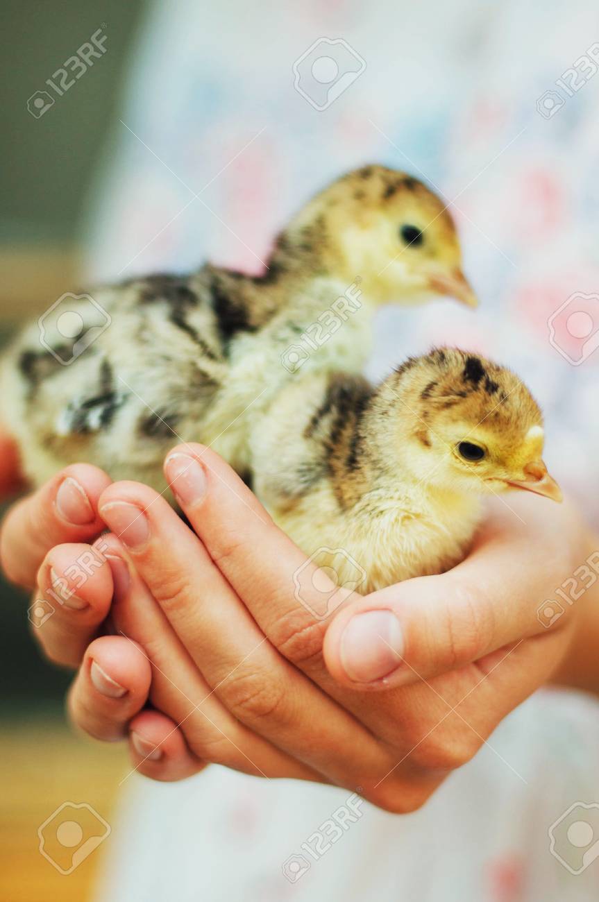一方では 白い背景で隔離のひよこ 赤ちゃん鶏の手に 少女の手で赤ん坊のひよこのビューを閉じます 人間の手のひらに座っている小さなひよこ の写真素材 画像素材 Image