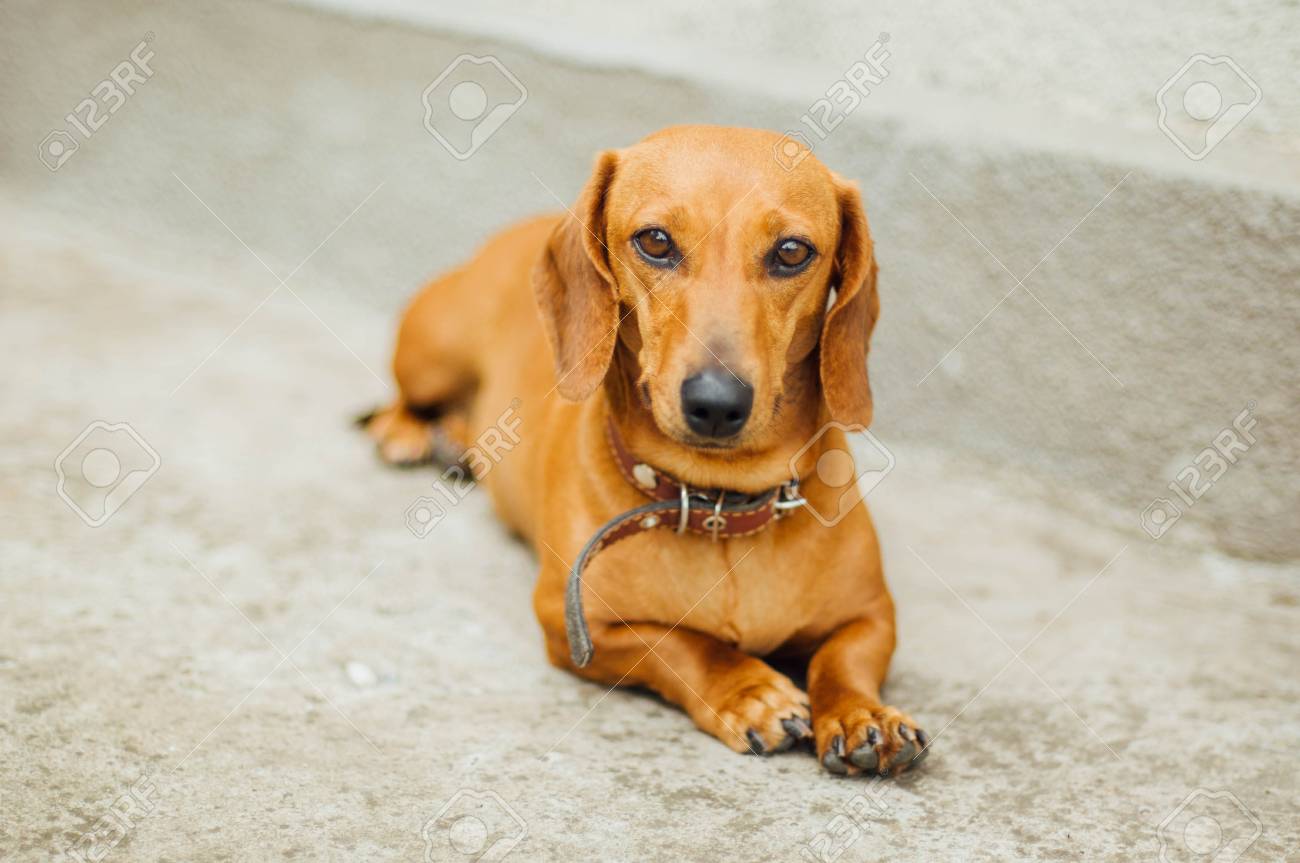 daschund bench