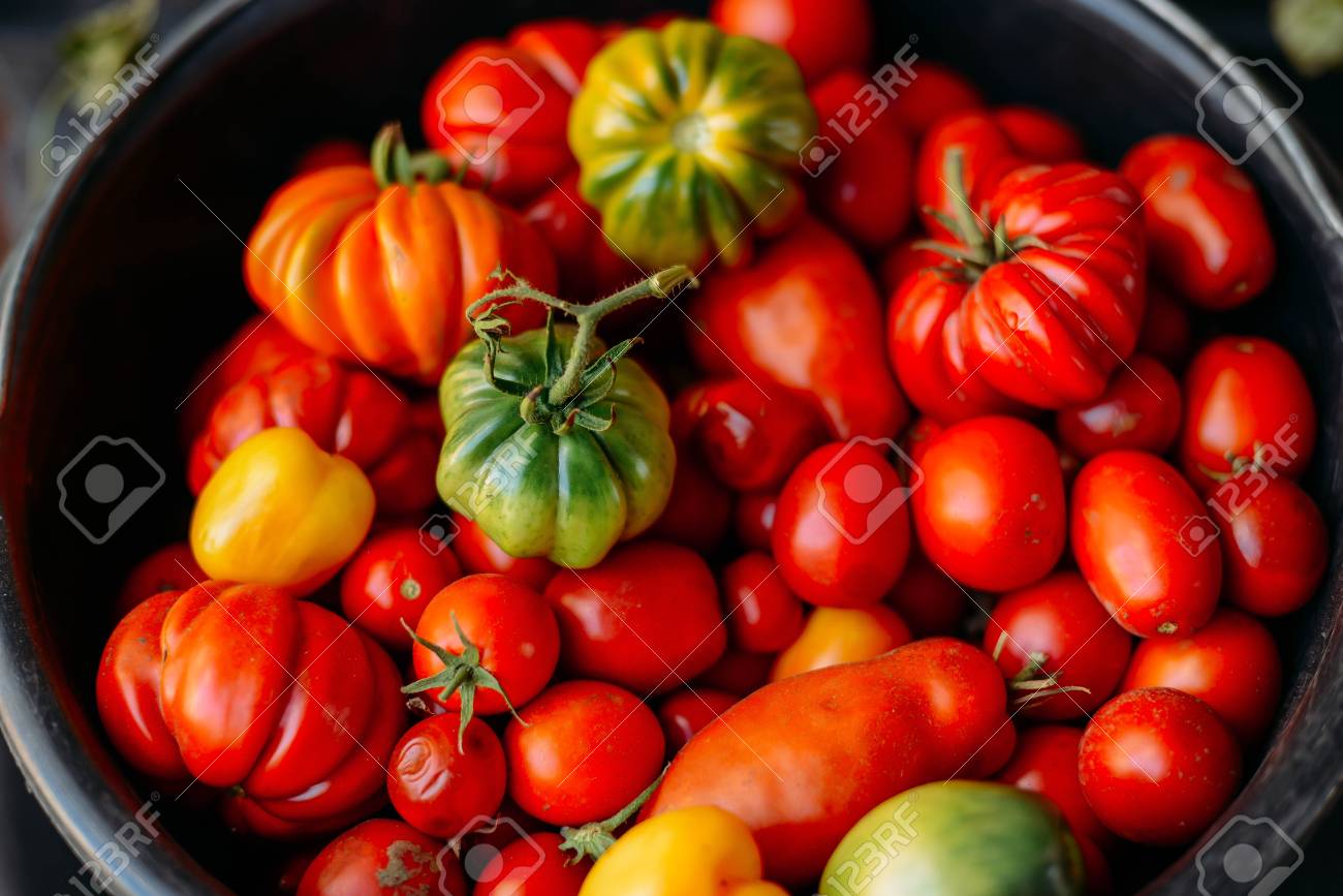Heirloom Tomaten Aus Dem Garten Tomaten In Verschiedenen Klassen Auf Antiken Holzoberflache Verschiedene Tomaten Lizenzfreie Fotos Bilder Und Stock Fotografie Image 62906104