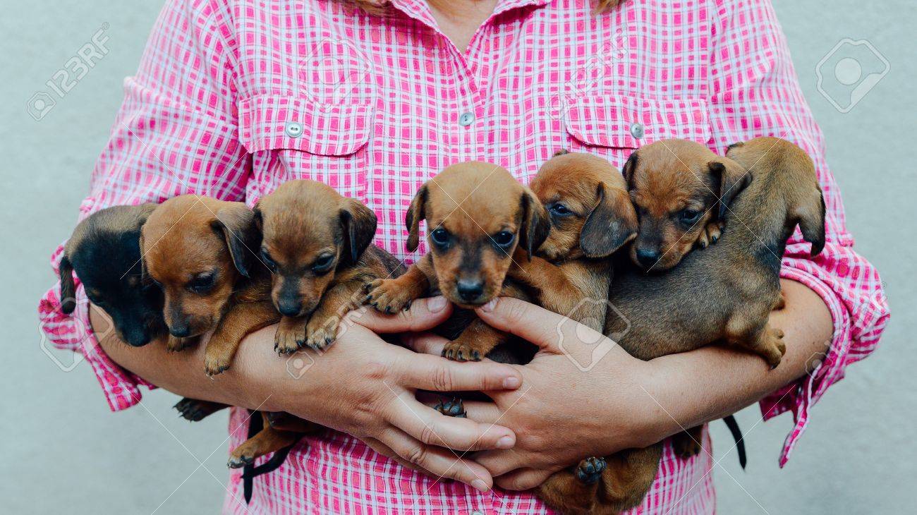 Dachshund Puppy Dachshund Puppy Portrait Outdoors Many Cute