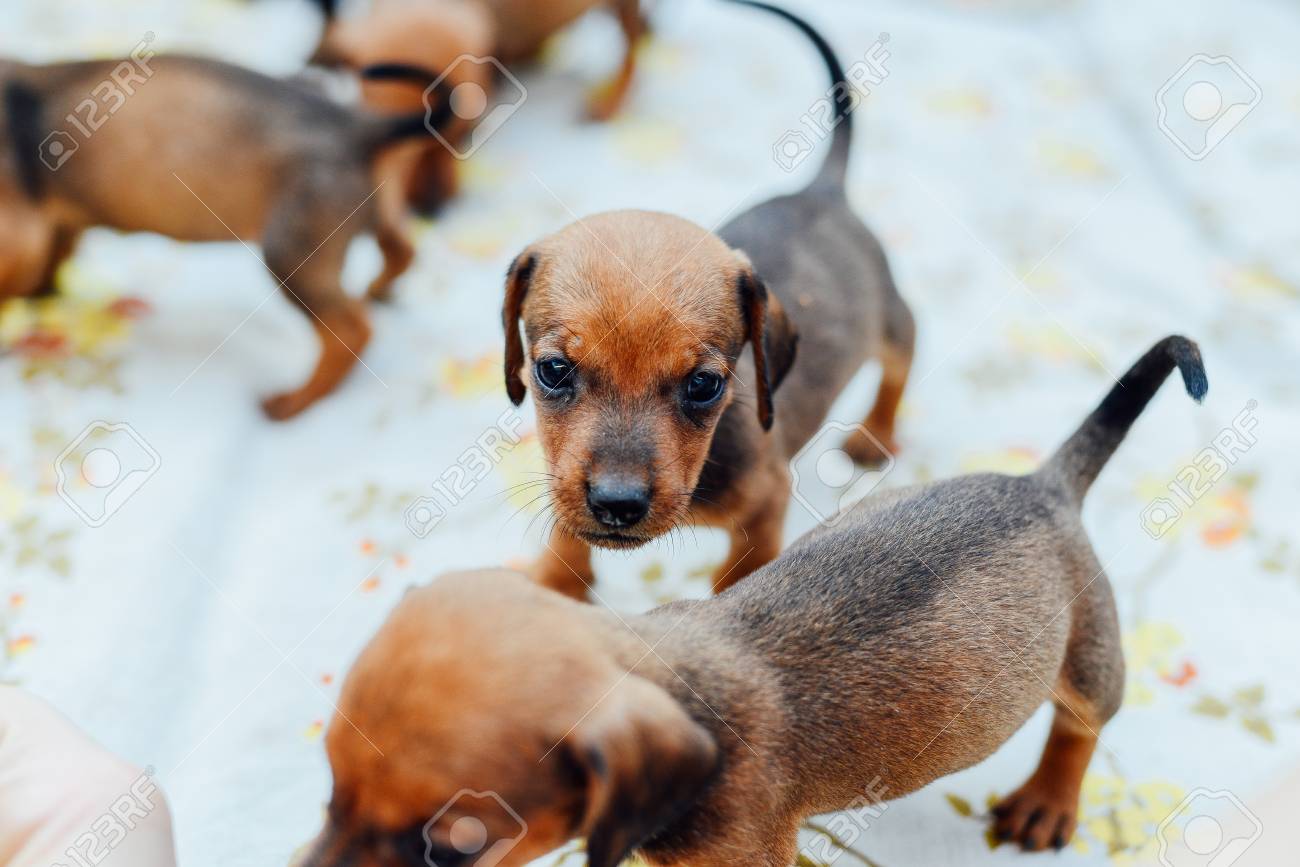 Dachshund Puppy Dachshund Puppy Portrait Outdoors Many Cute
