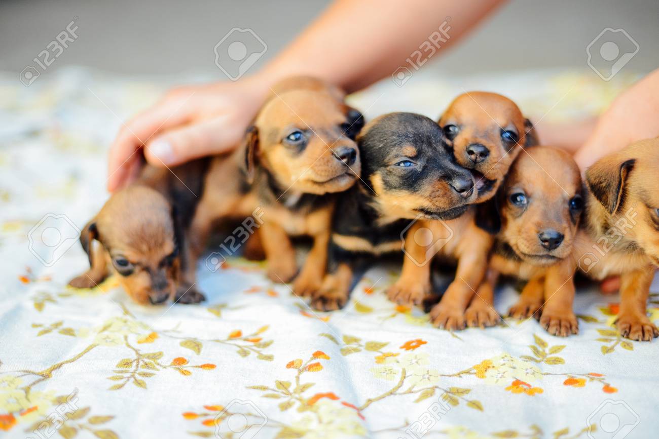 Dachshund Puppy Dachshund Puppy Portrait Outdoors Many Cute