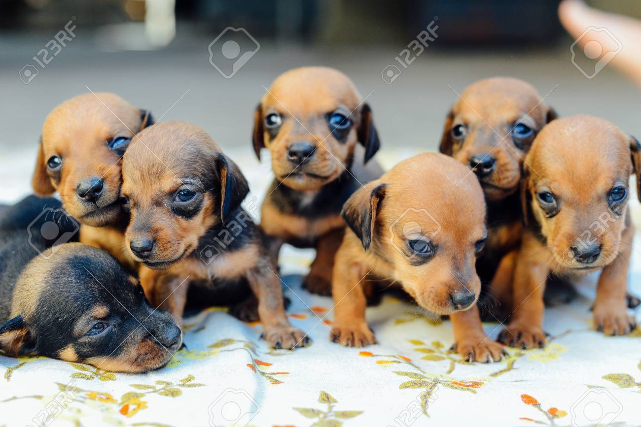 ダックスフンドの子犬 ダックスフンド子犬のポートレート屋外 多くのかわいいダックスフンド子犬を屋外プレイします 簡単ウール Dachshound 悲しそうな目で美しいダックスフンド子犬犬犬の肖像画 の写真素材 画像素材 Image ダックスフンドの子犬 ダックスフンド子犬のポートレート屋外 多くのかわいいダックスフンド子犬を屋外プレイします 簡単ウール Dachshound 悲しそうな目で美しいダックスフンド子犬犬犬の肖像画 の写真素材 画像素材 Image