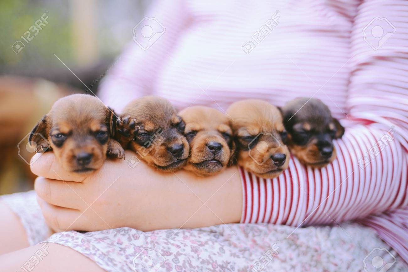 Dachshund Puppy Dachshund Puppy Portrait Outdoors Many Cute