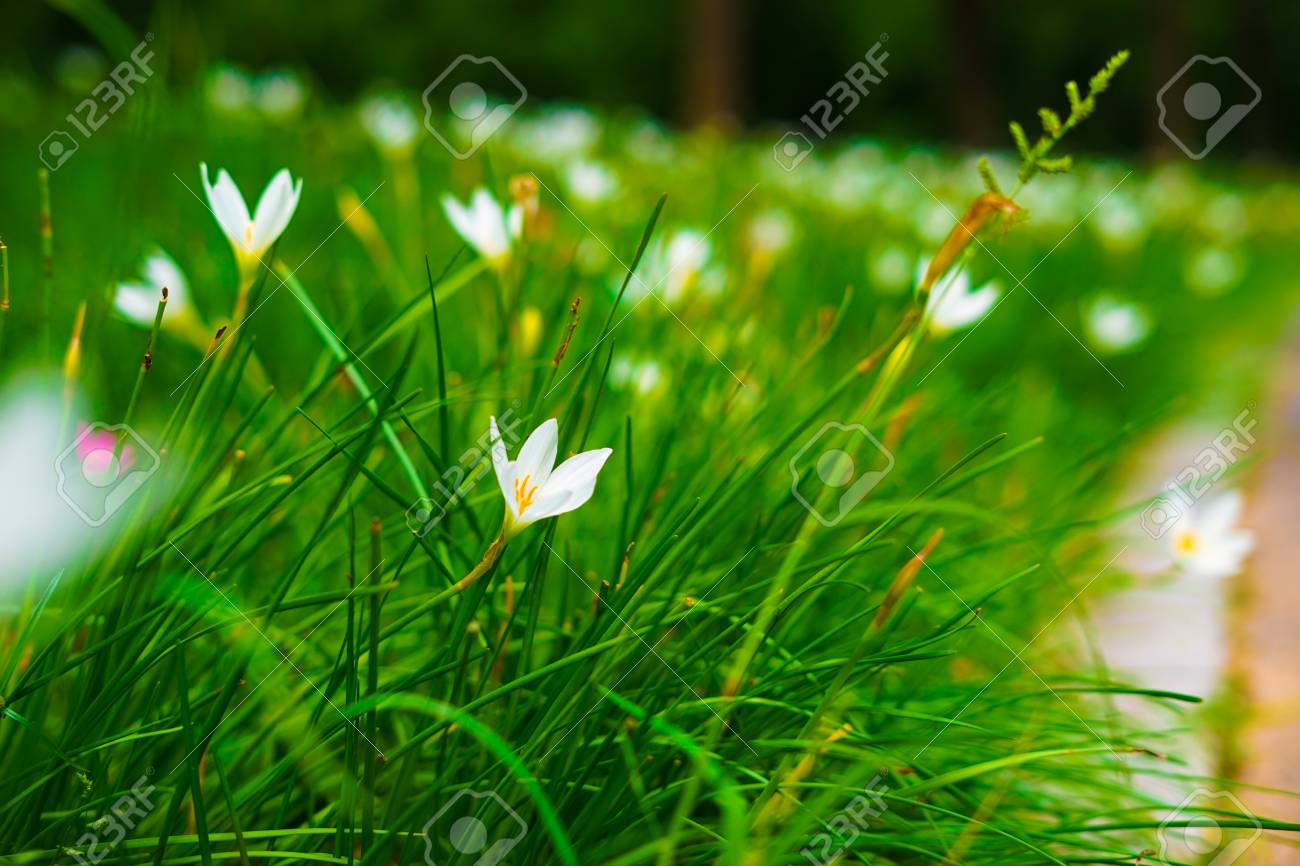 Little White Flower And Green Grass In The Park Stock Photo Picture And Royalty Free Image Image Little White Flower And Green Grass In The Park Stock Photo Picture And Royalty Free Image Image