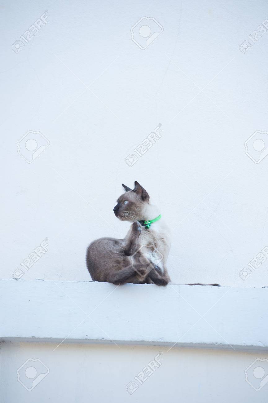 etiam-dictum-ipsum-a-felis