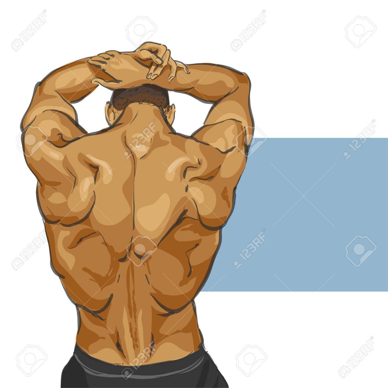 フィットネス筋肉男体図のイラスト素材 ベクタ Image 56408275