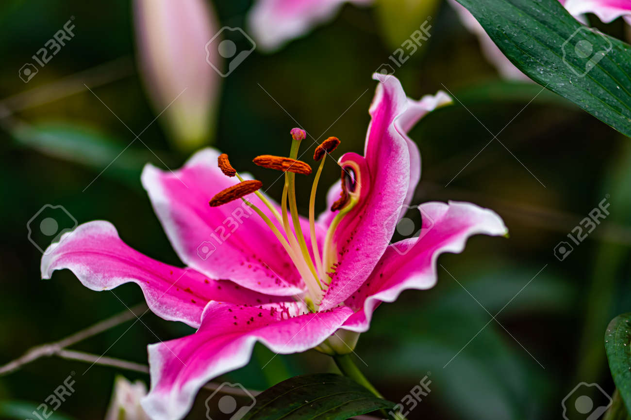 etiam-dictum-ipsum-a-felis