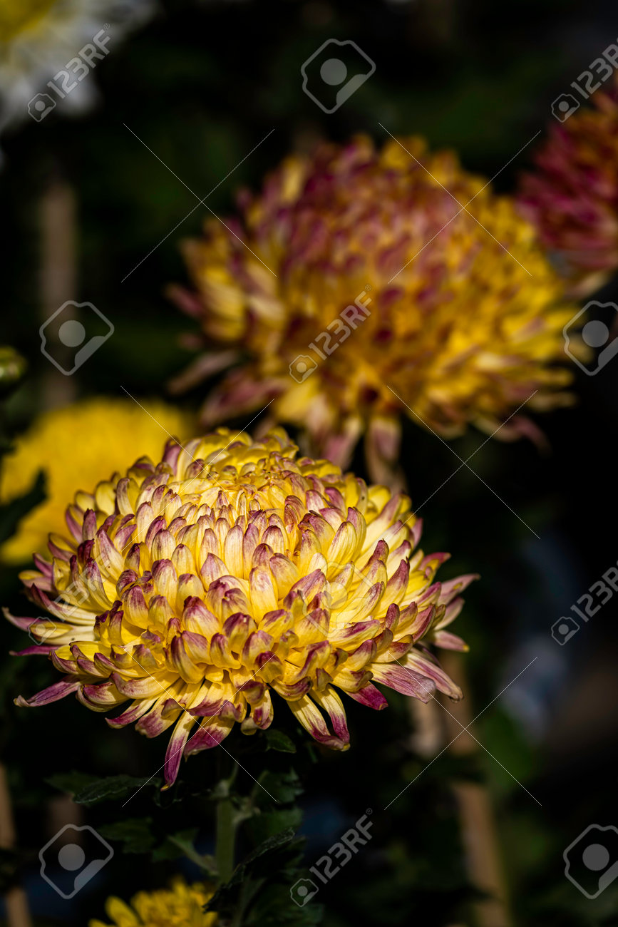 etiam-dictum-ipsum-a-felis