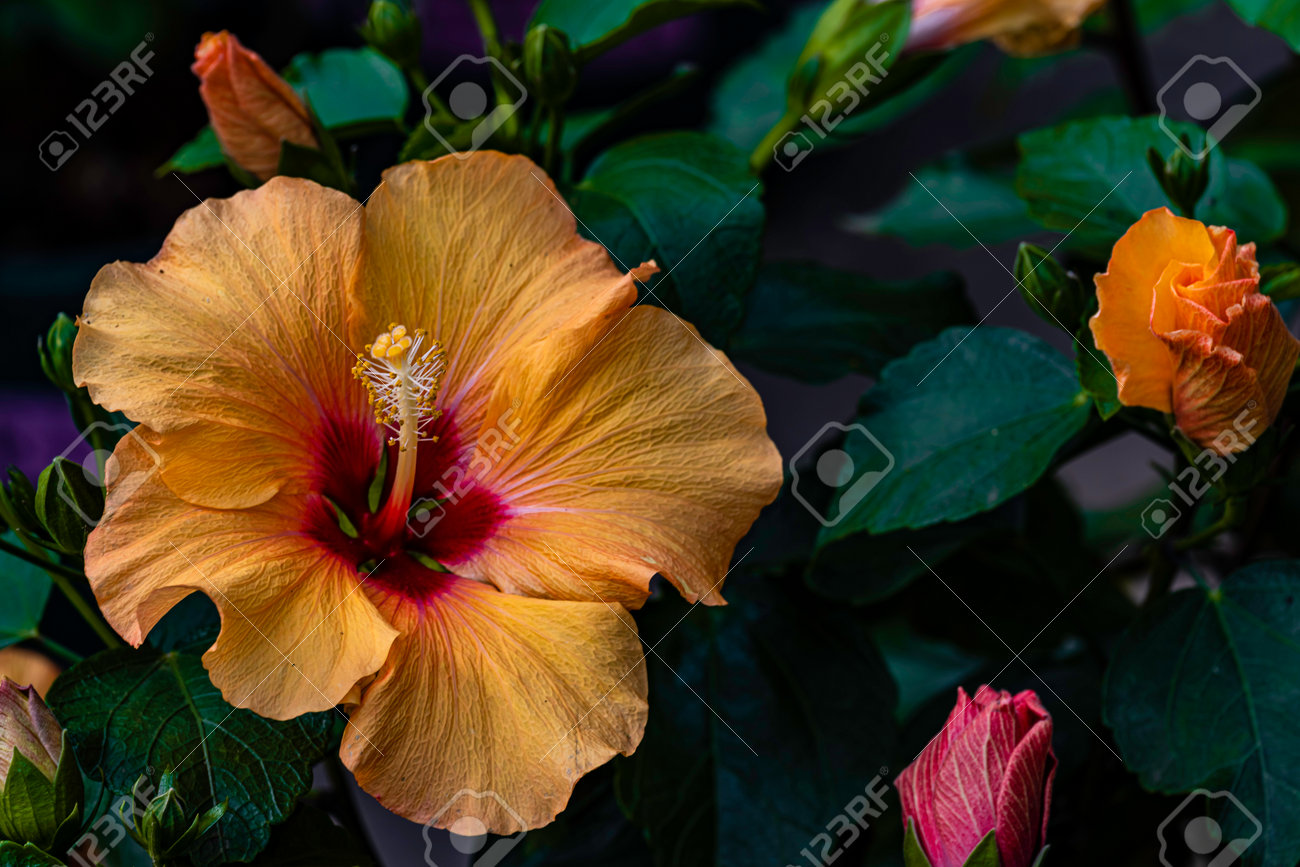 etiam-dictum-ipsum-a-felis