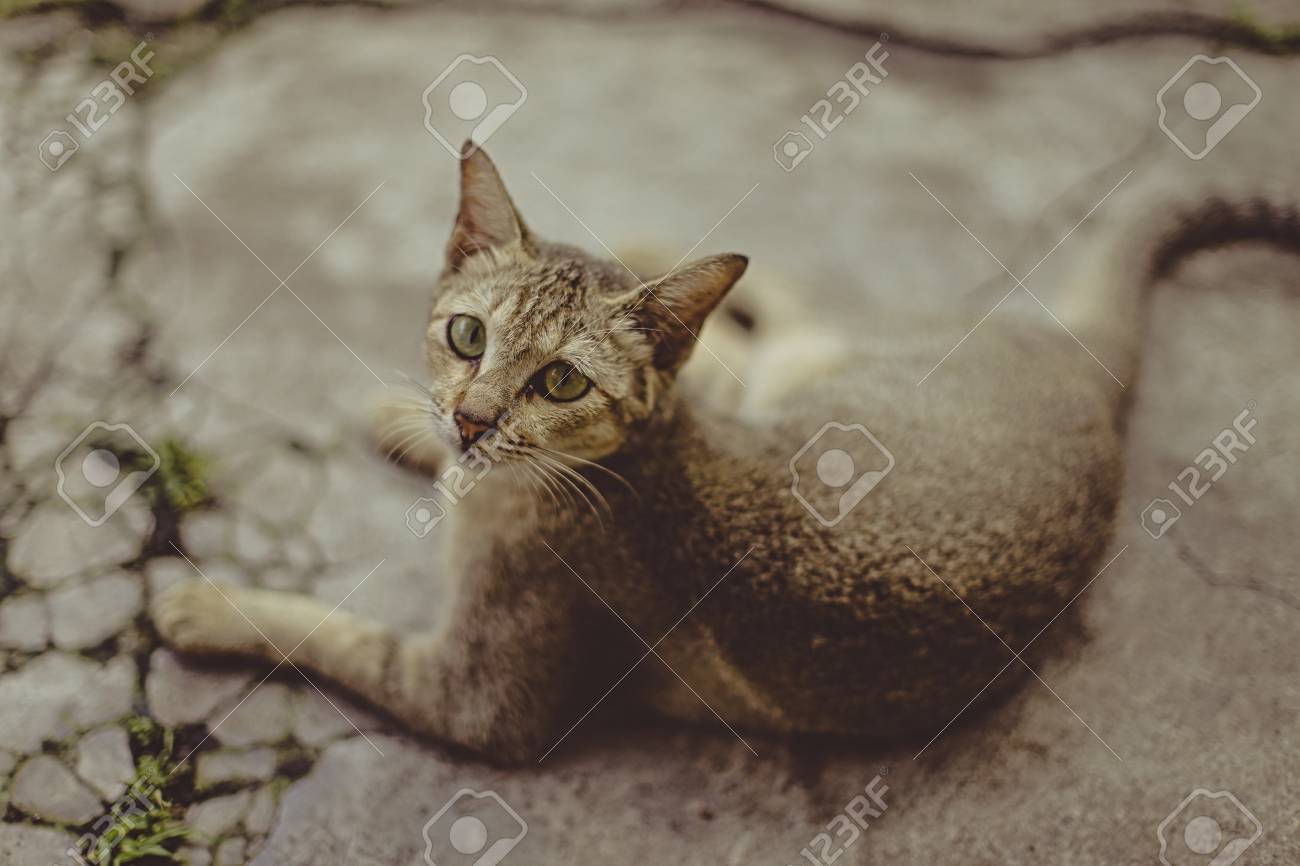 etiam-dictum-ipsum-a-felis