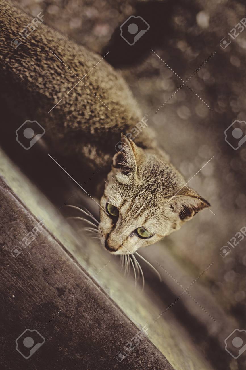 etiam-dictum-ipsum-a-felis