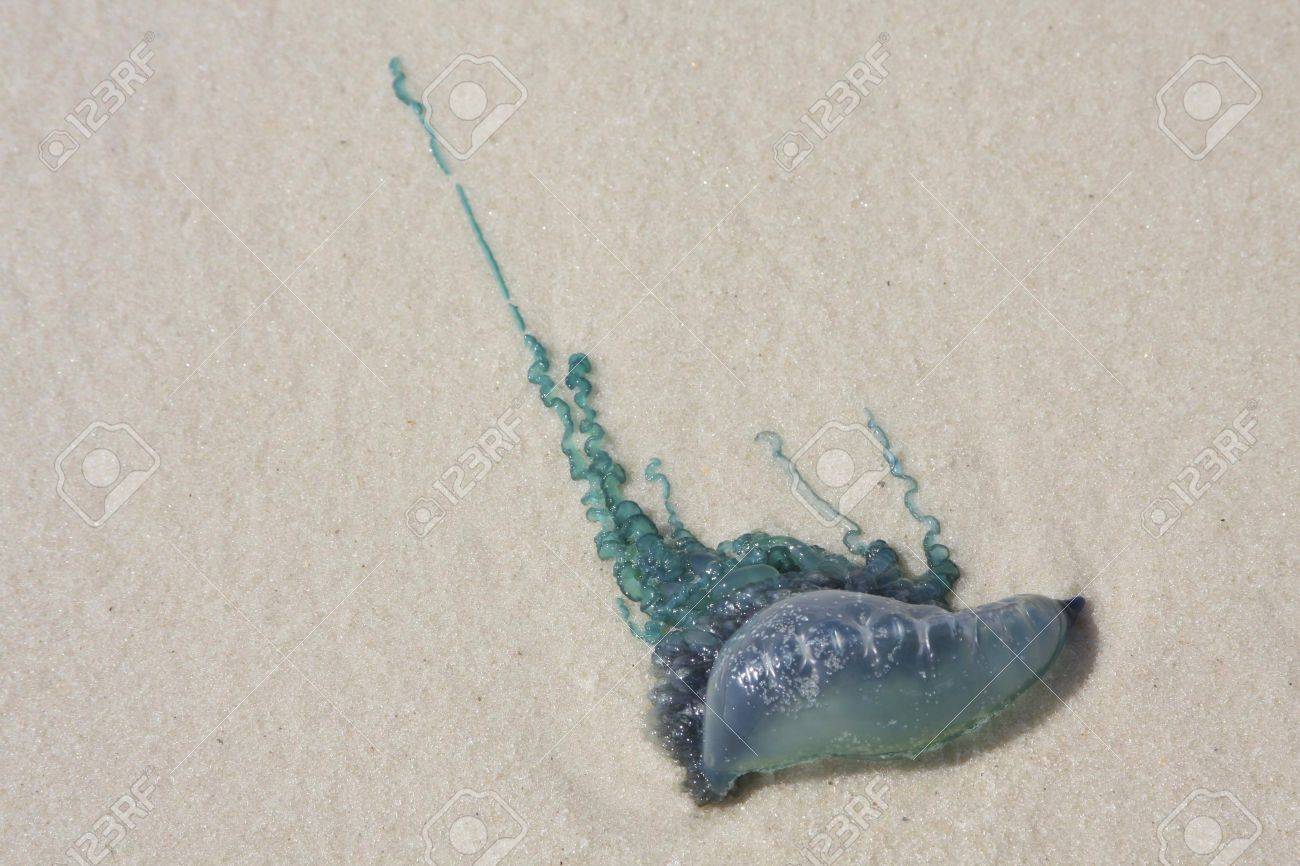 Blue Dead Jellyfish On Beach Stock Photo Picture And Royalty Free Image Image Blue Dead Jellyfish On Beach Stock Photo Picture And Royalty Free Image Image