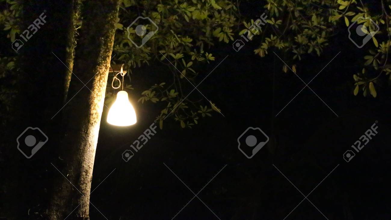 ネオン電球ハンギング ツリー の写真素材 画像素材 Image