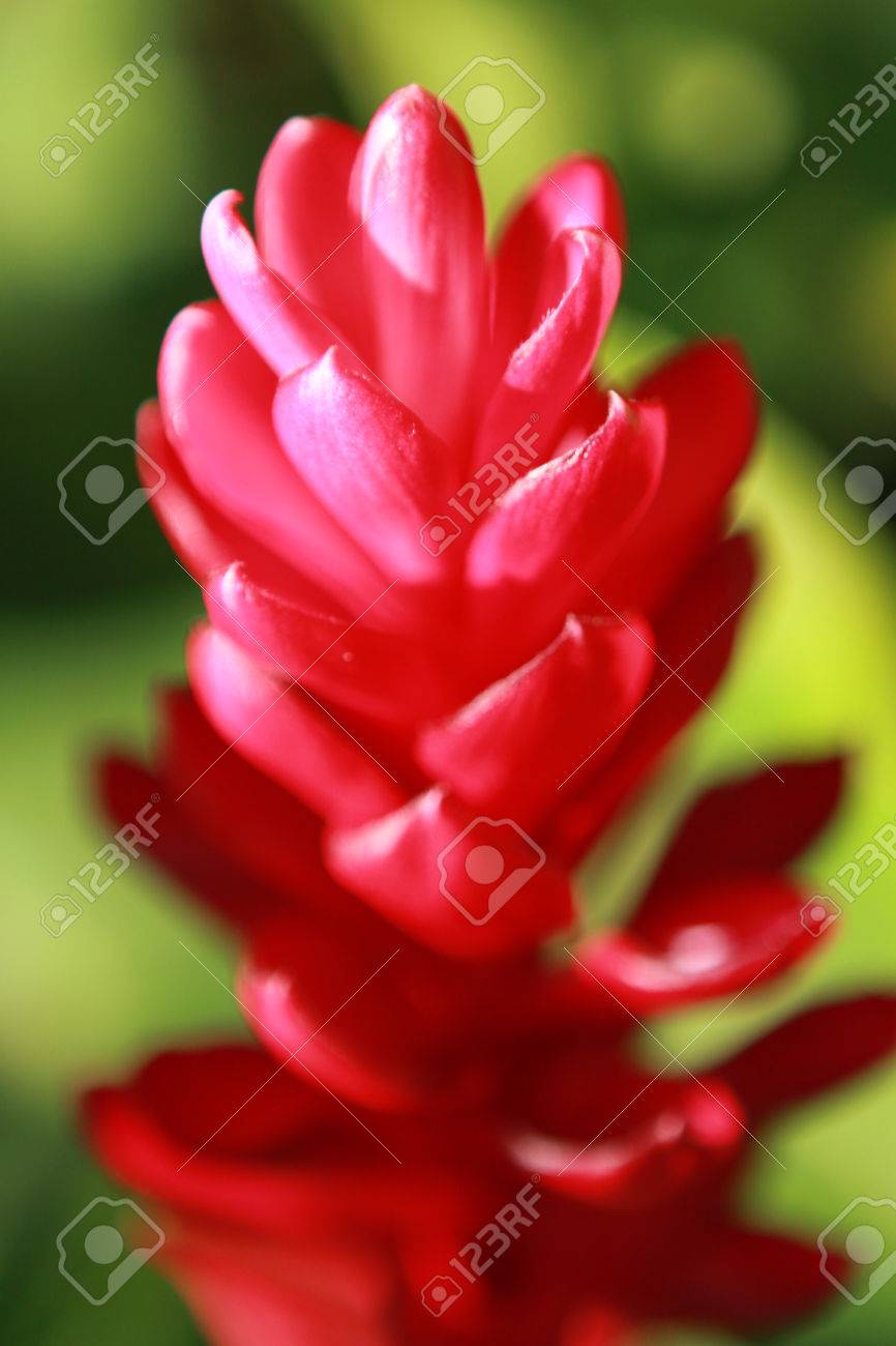 ハワイの赤い生姜花 の写真素材 画像素材 Image