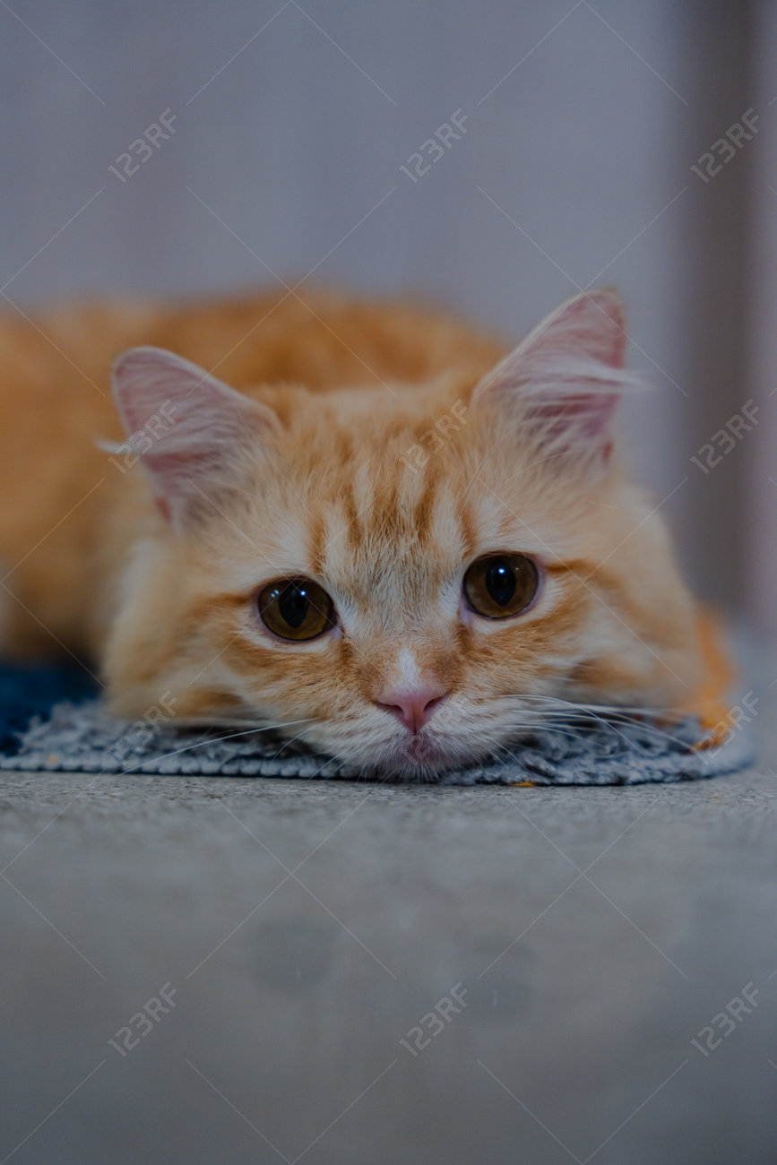 etiam-dictum-ipsum-a-felis