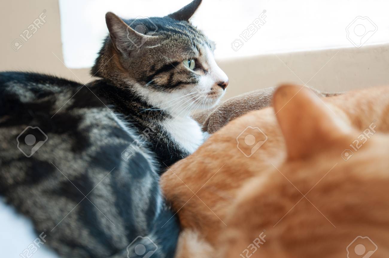 etiam-dictum-ipsum-a-felis