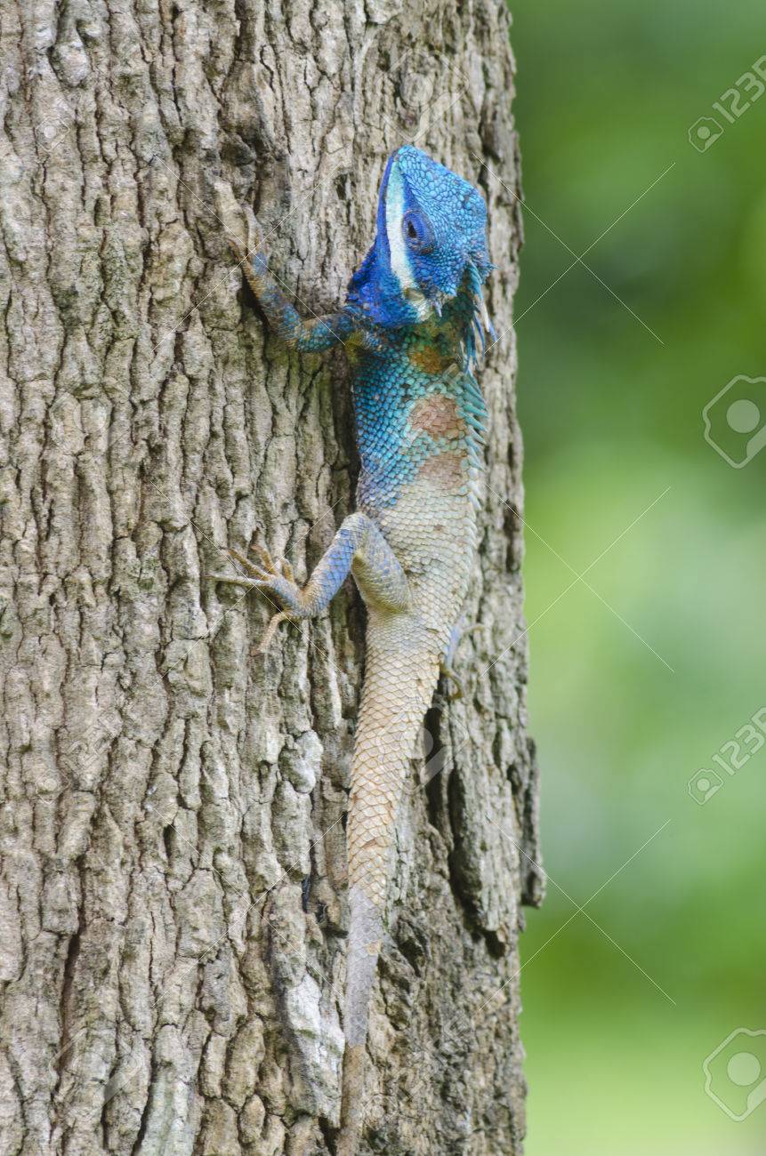 本翡翠　氷藍水2色、トカゲ、レア蜥蜴 本翡翠 氷藍水2色、トカゲ、レア蜥蜴-割引通販売