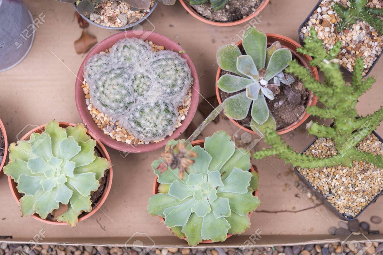 Diy サボテンで多肉植物は ポットをコンクリートします 北欧の部屋のインテリア の写真素材 画像素材 Image Diy サボテンで多肉植物は ポットをコンクリートします 北欧の部屋のインテリア の写真素材 画像素材 Image