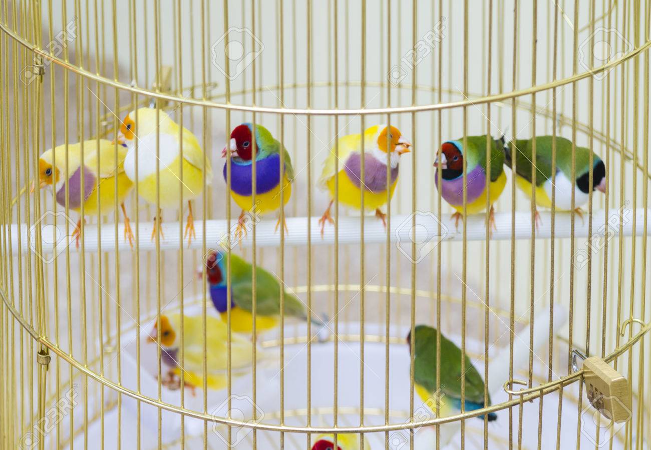 finches cage