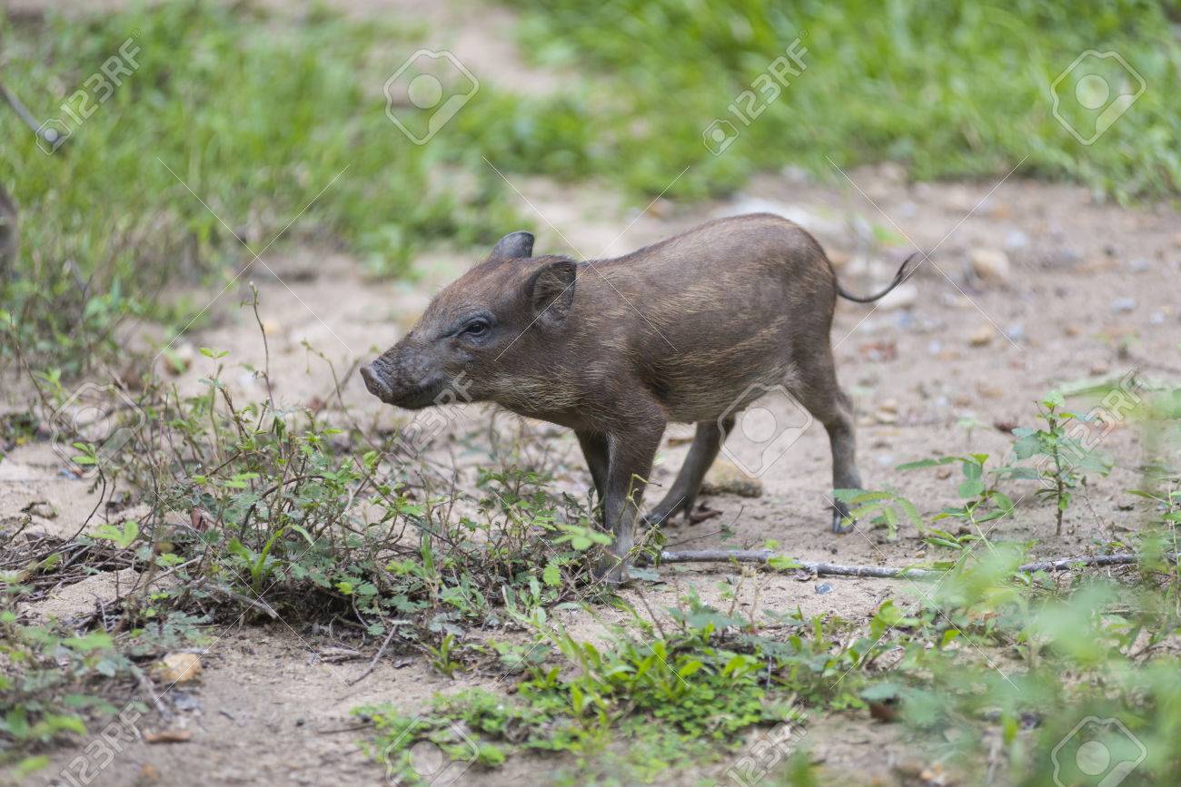 Bebe Cochon Sauvage Banque D Images Et Photos Libres De Droits Image