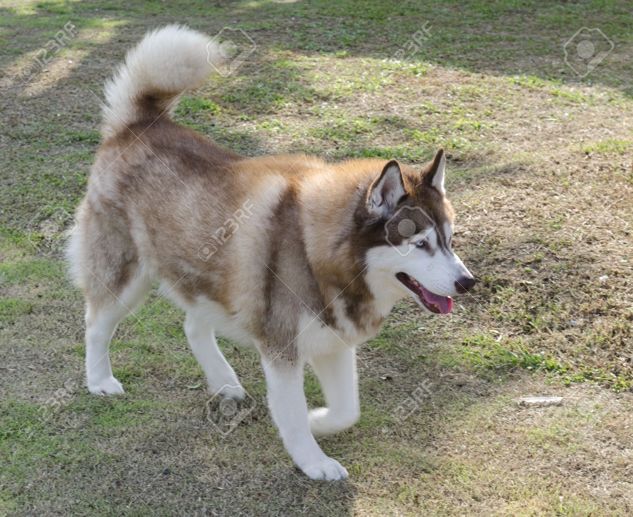 large alaskan malamute