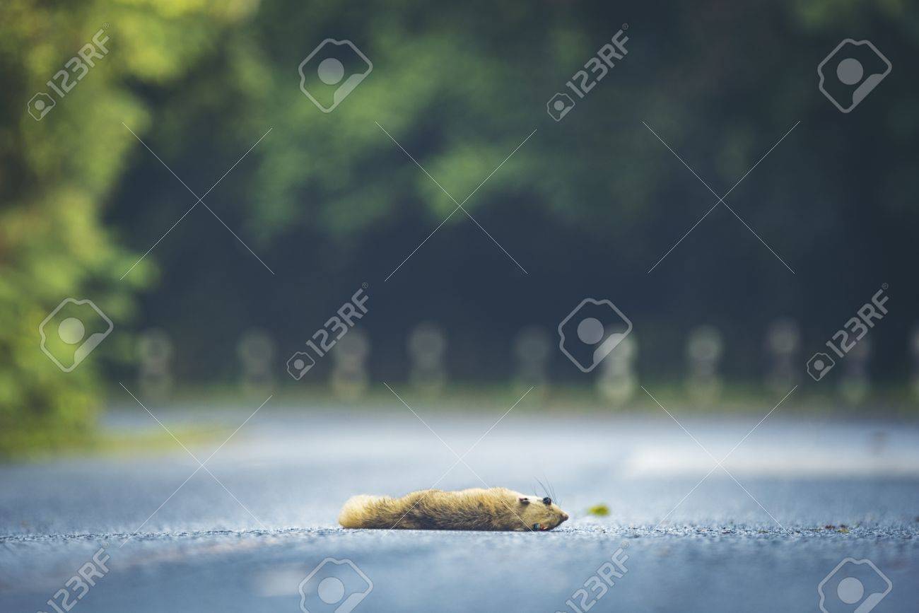 タイのカオヤイ国立公園で野垂れ死にリス の写真素材 画像素材 Image